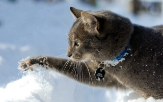 Cat playing snowball snow covered - ground free wallpaper