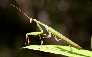 Praying mantis leaf sunlight day - female free wallpaper