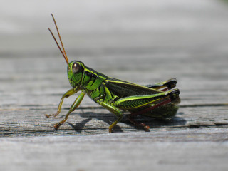 Green grasshopper wooden surface long - hopper free wallpaper