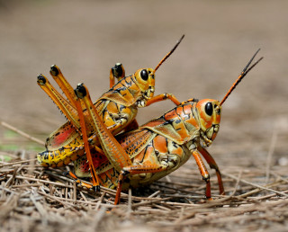 Orange yellow bugs ground back - its head free wallpaper