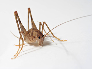 Bug closeup white surface background - full body portrait free wallpaper
