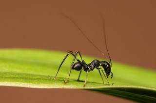 Black ant green leaf brown - a brown background free wallpaper