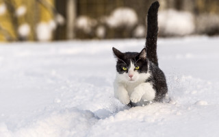 Cat running snow yard house - viennese actionism free wallpaper