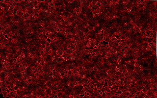 Red black white borders generative - subsurface free wallpaper