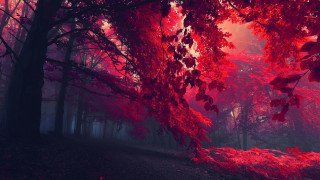 Red forest path trees background 2 - a path free wallpaper