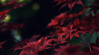 Red plant closeup leaves blurry - leaf free wallpaper