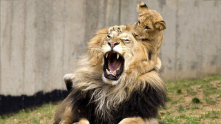 Lion sitting back mouth wide - mouth wide open free wallpaper
