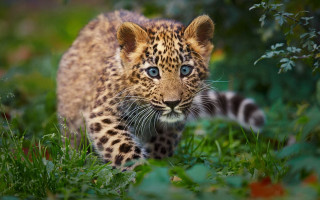 Young leopard walking lush green - a curious look free wallpaper