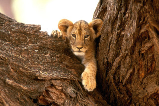 Lion cub climbing tree branch - good free wallpaper