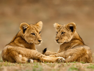 Young lions sitting grass looking - young free wallpaper