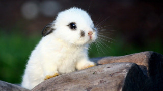 Small white rabbit rock green 2 - a green field and trees free wallpaper