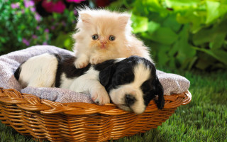 Kitten puppy basket grass sunlight 2 - a basket together free wallpaper