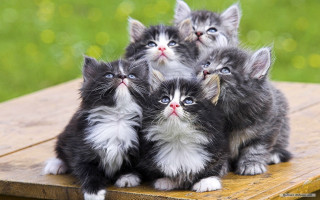 Kittens wooden table looking up 2 - a blurry background free wallpaper