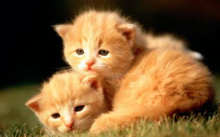 Two kittens grass sad looking 2 - a sad look free wallpaper
