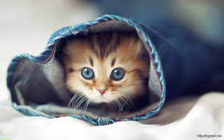 Kitten peeking blue jean bag 2 - curious free wallpaper