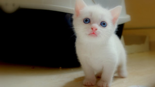 White kitten blue eyes counter - remote free wallpaper