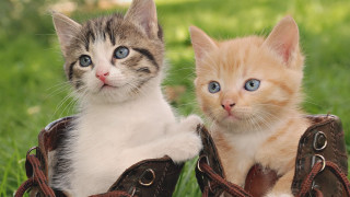 Kittens shoes grass sitting pair - the grass free wallpaper