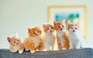 Kittens couch table group room - cute free wallpaper