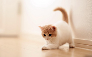Small white orange cat walking - cat free wallpaper