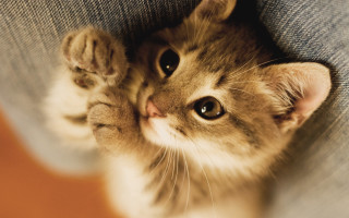 Kitten back legs looking up - tachisme free wallpaper