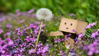 Toy field flowers dandelion cardboard - chang daichien free wallpaper