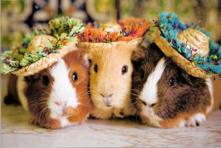 Guinea pigs hats standing lying - beatrix potter free wallpaper