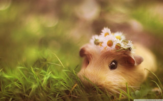 Hamster flower grass daisies head - impressionist free wallpaper