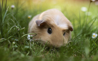 Guinea pig brown white grass - chippy free wallpaper