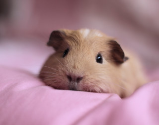 Hamster brown white curious blanket - dof free wallpaper