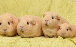 Four brown hamsters sitting blanket - their face free wallpaper