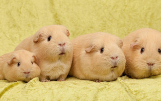 Three little hamsters blanket together - free dogs wallpaper