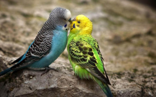 Colorful birds standing rock together - free love wallpaper
