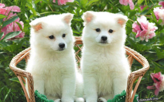 White dogs basket flower garden - a green cloth free wallpaper