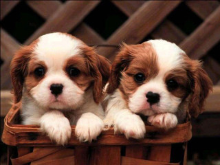 Puppies basket patio cute realistic - andries both free wallpaper