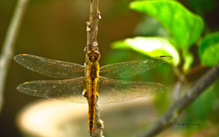 Dragonfly branch sun blurry background - a dragonfly free wallpaper