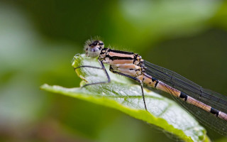 Bug sitting leaf blurry background - free nature wallpaper