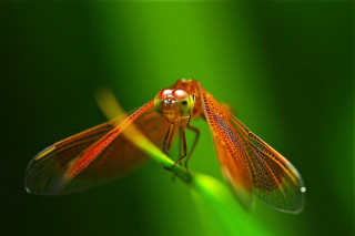 Dragonfly closeup green background blurry - a blurry background behind free wallpaper for desktop