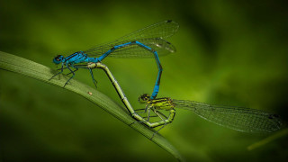 Blue yellow dragonflies green plant - a green plant stem free wallpaper
