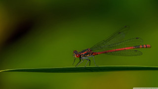 Red dragonfly green leaf sunlight - macro photography free wallpaper