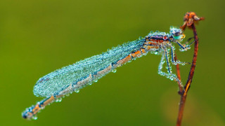 Blue orange dragonfly plant stem - a plant stem free wallpaper