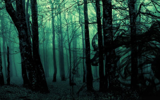 Dark forest trees leaves fog - lot of trees free wallpaper