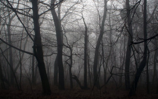 Foggy forest trees leaves ground - dark atmosphere free wallpaper