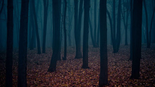 Dark forest trees leaves ground 3 - a few leaf free wallpaper