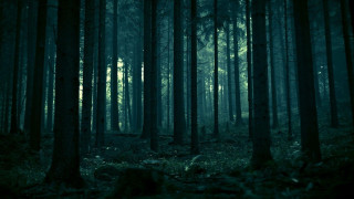 Dark forest trees leaves ground 2 - a few leaf free wallpaper