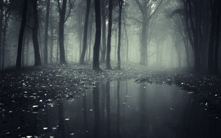 Dark forest stream fog nature - dark atmosphere free wallpaper
