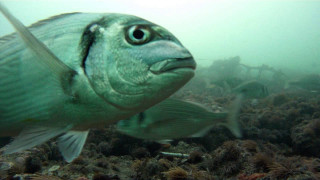 Fish swimming ocean other fish - the water surface free wallpaper