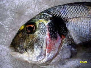 Yellow eye black spot fish - carpoforo tencalla free wallpaper