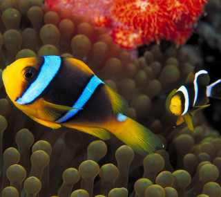 Clown fish anemone coral aquarium - domirinic fegallia free wallpaper