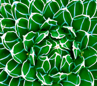 Green white flower closeup striped - op art free wallpaper