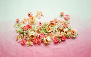 Flowers pink surface white background - a pink surface free wallpaper